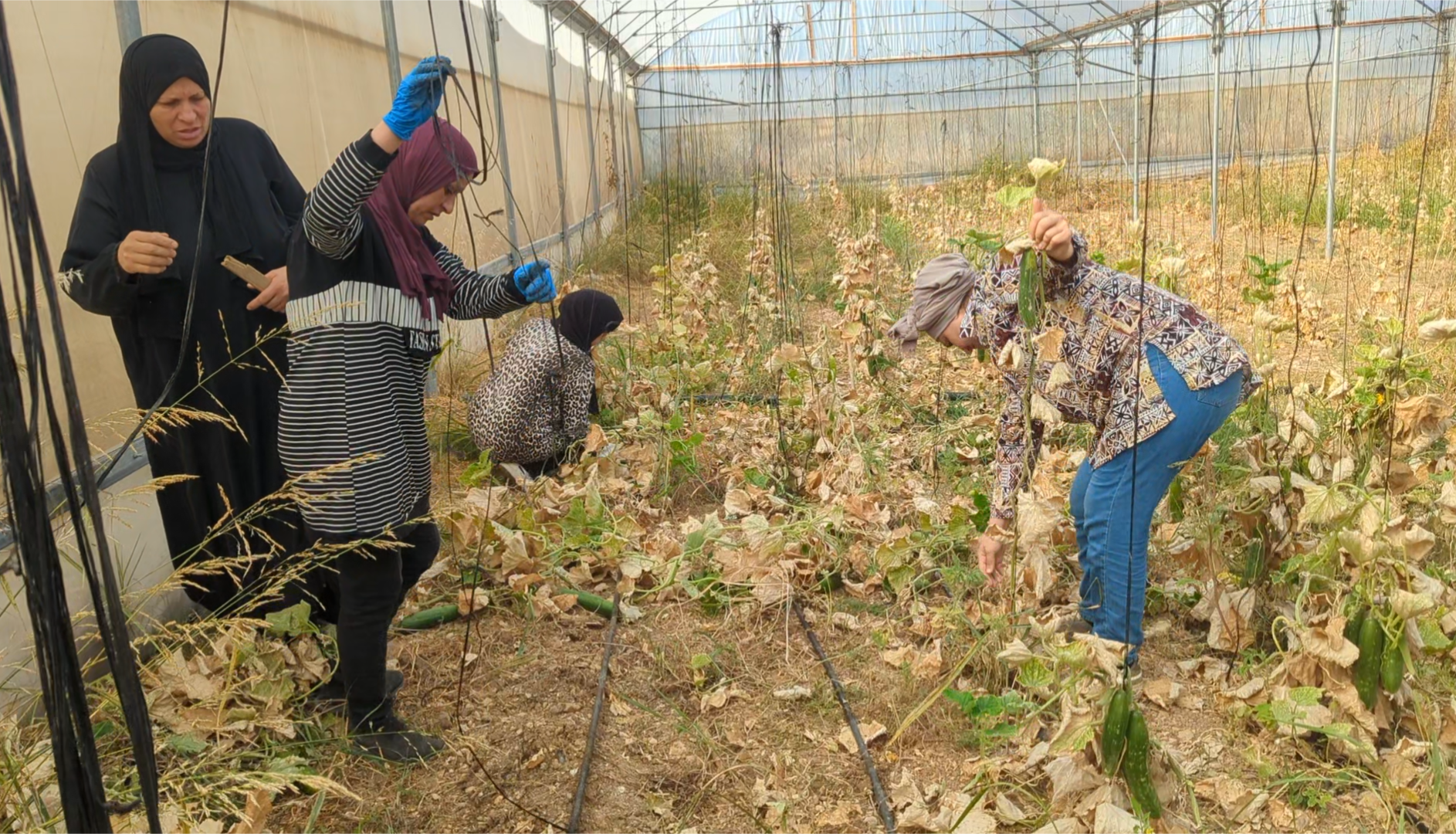 Four women wearing islamic veils are working in a greenhouse